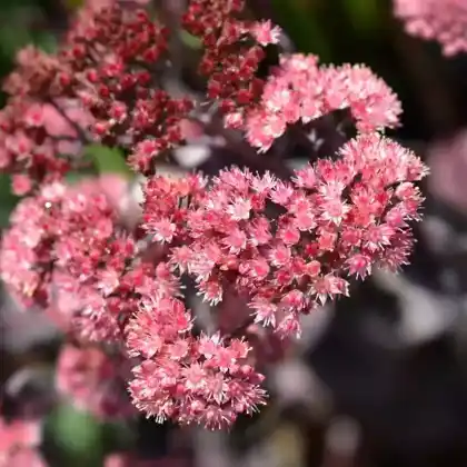 Foto von Purpur-Fetthenne 'Purple Empero' (Sedum telephium 'Purple Emperor')