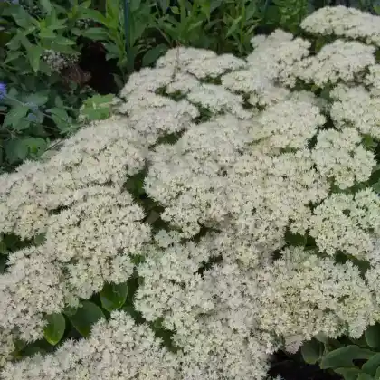 Foto von Prächtige Fetthenne 'Iceberg' (Sedum spectabile 'Iceberg')