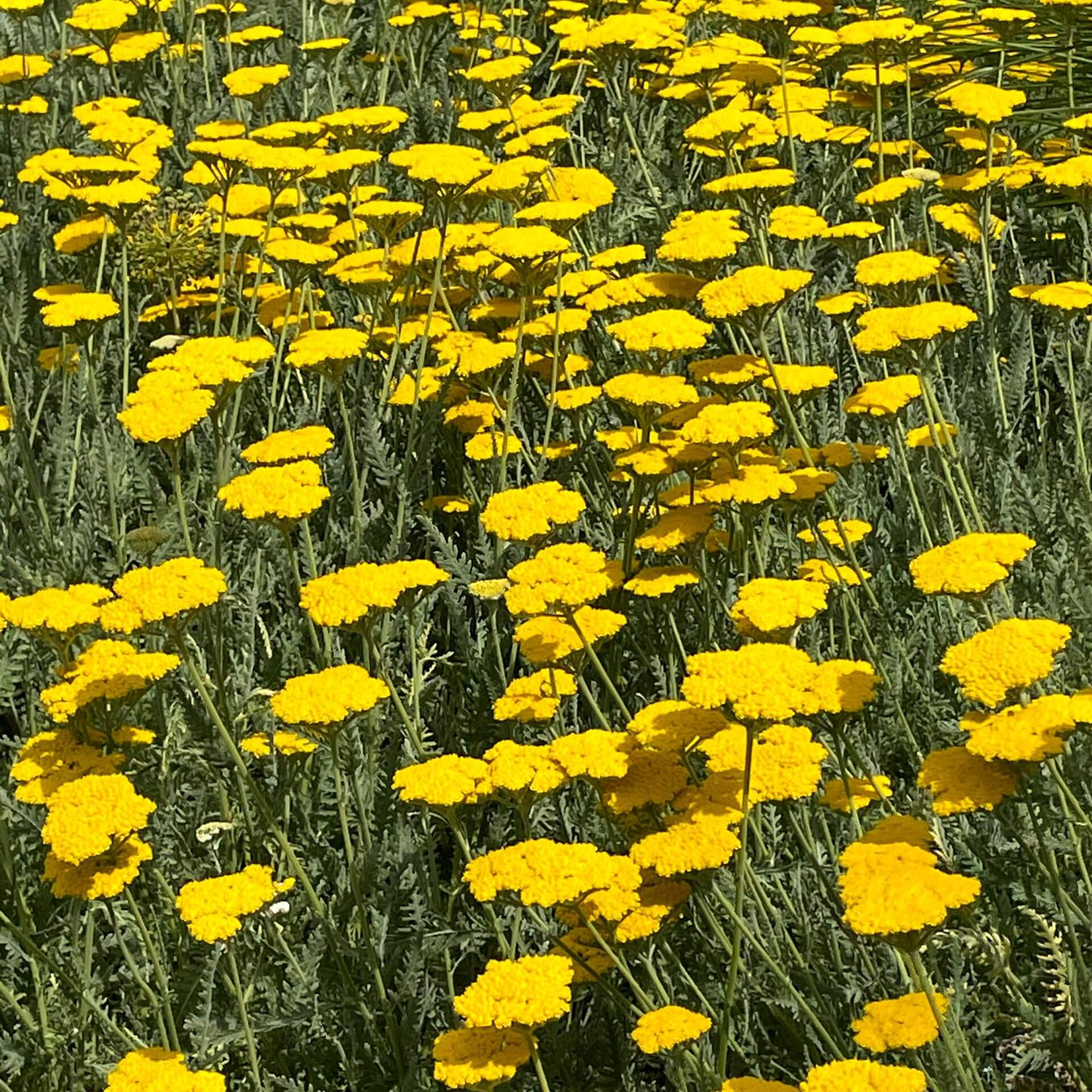 Goldgarbe 'Coronation Gold' (Achillea filipendulina 'Coronation Gold')