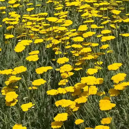 Foto von Goldgarbe 'Coronation Gold' (Achillea filipendulina 'Coronation Gold')