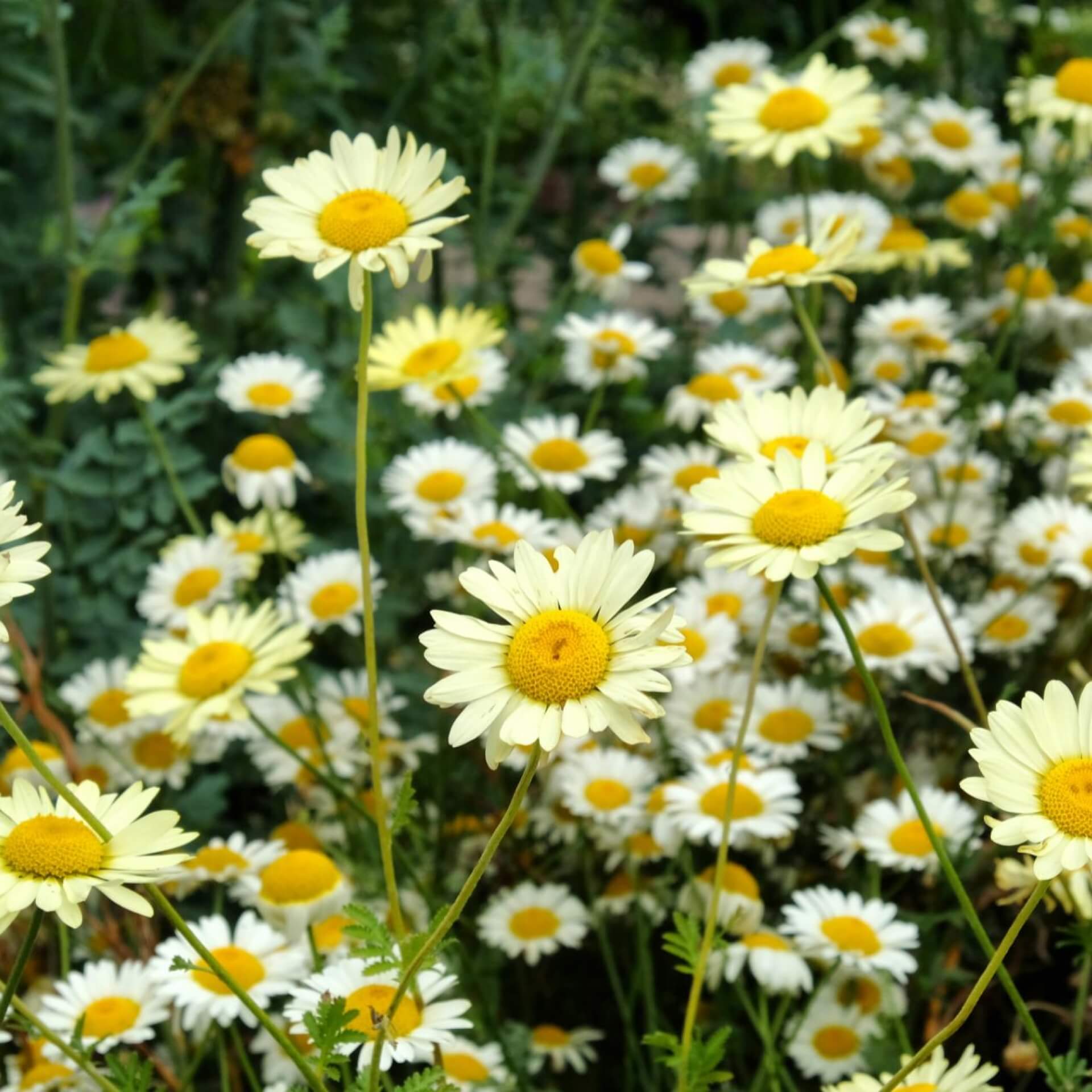 Färberkamille 'Sauce Hollandaise' (Anthemis tinctoria 'Sauce Hollandaise')