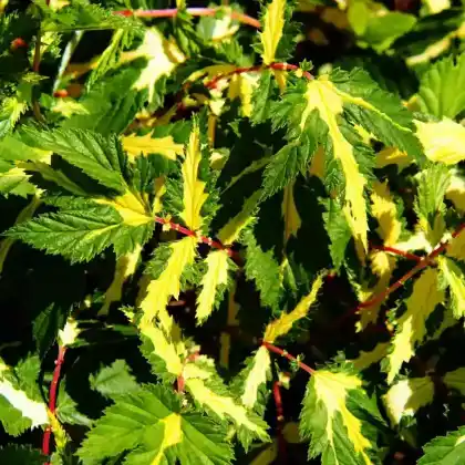 Foto von Echtes Mädesüß 'Variegata' (Filipendula ulmaria 'Variegata')