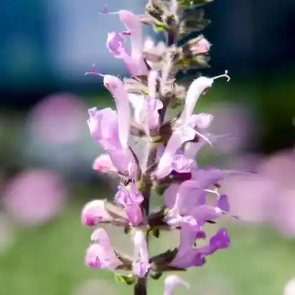 Foto von Wiesensalbei 'Pink Delight' (Salvia pratensis 'Pink Delight')