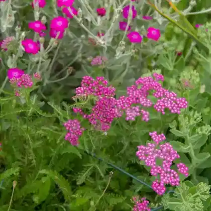 Foto von Schafgarbe 'Cerise Queen' (Achillea millefolium 'Cerise Queen')
