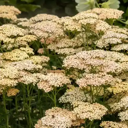 Foto von Schafgarbe 'Lachsschönheit' (Achillea millefolium 'Lachsschönheit')