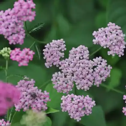 Foto von Schafgarbe 'Pretty Belinda' (Achillea millefolium 'Pretty Belinda')