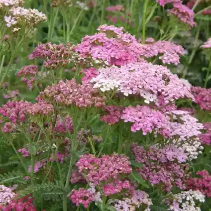 Foto von Schafgarbe 'Sammetriese' (Achillea millefolium 'Sammetriese')