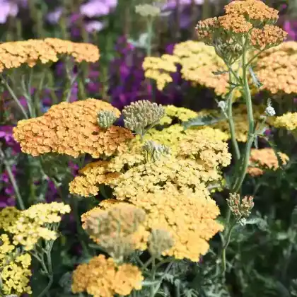 Foto von Schafgarbe 'Teracotta' (Achillea millefolium 'Terracotta')