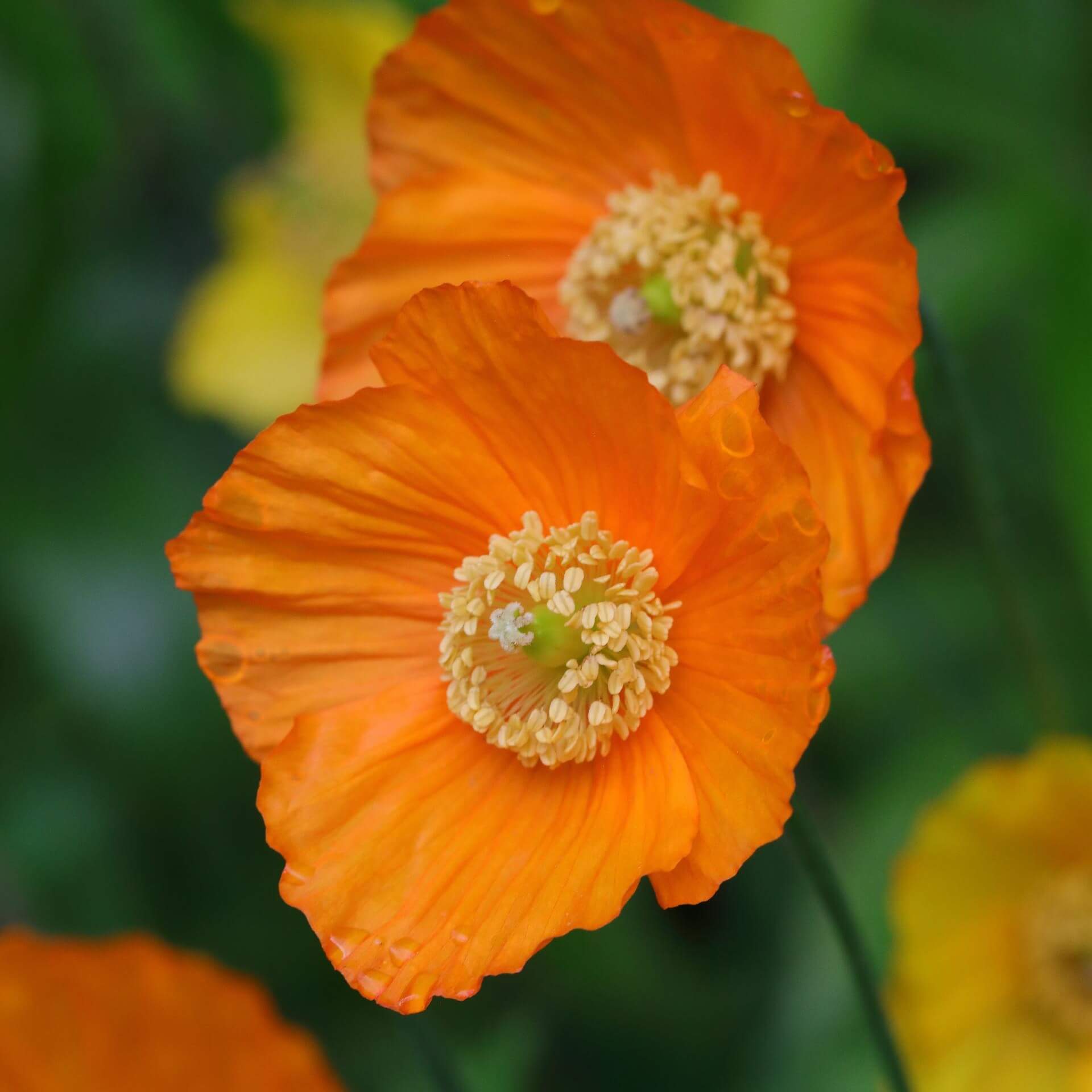 Scheinmohn 'Aurantiaca' (Meconopsis cambrica 'Aurantiaca')