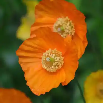 Foto von Scheinmohn 'Aurantiaca' (Meconopsis cambrica 'Aurantiaca')
