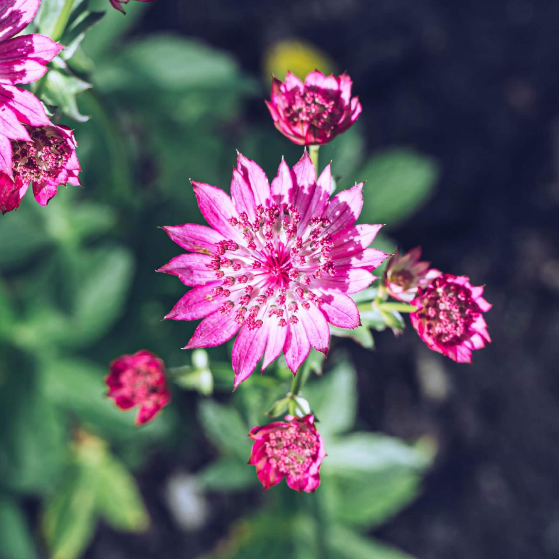 Sterndolde 'Abbey Road' (Astrantia major 'Abbey Road')