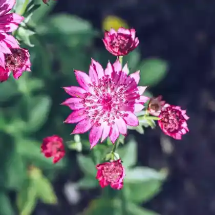 Foto von Sterndolde 'Abbey Road' (Astrantia major 'Abbey Road')