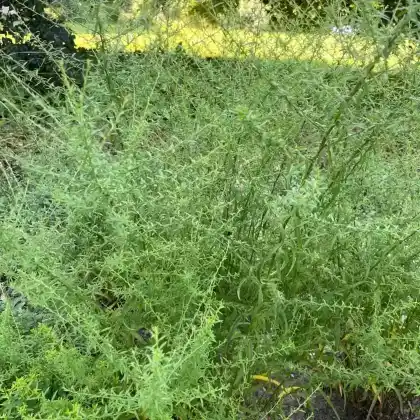 Foto von Myrten Aster 'Erlkönig' (Aster ericoides 'Erlkönig')