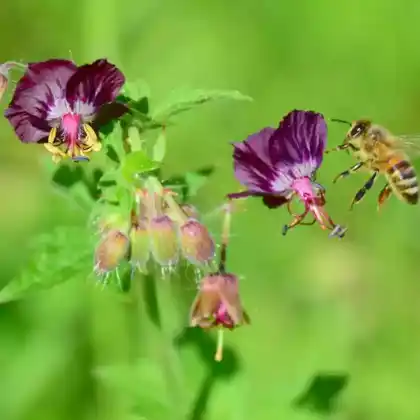 Foto von Brauner Storchschnabel 'Lily Lovell' (Geranium phaeum 'Lily Lovell')