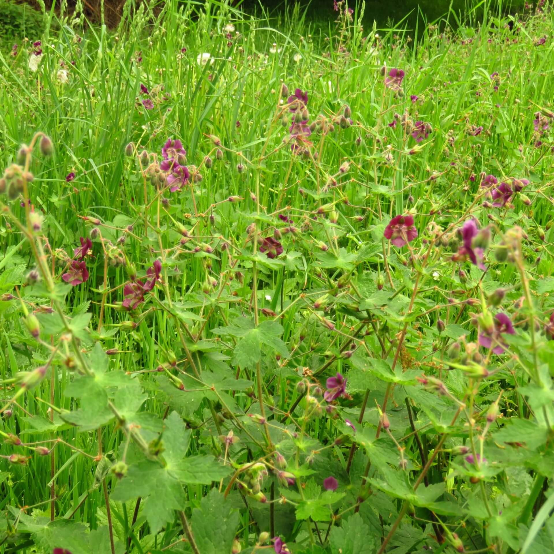 Brauner Storchschnabel 'Mourning Widow' (Geranium phaeum 'Mourning Widow')