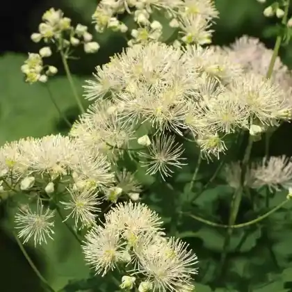 Foto von Akeleiblättrige Wiesenraute 'Album' (Thalictrum aquilegifolium 'Album')