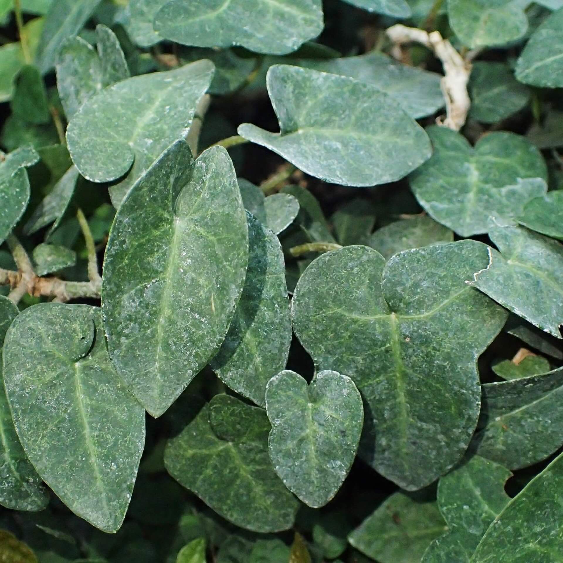 Efeu 'Ovata' (Hedera helix 'Ovata')