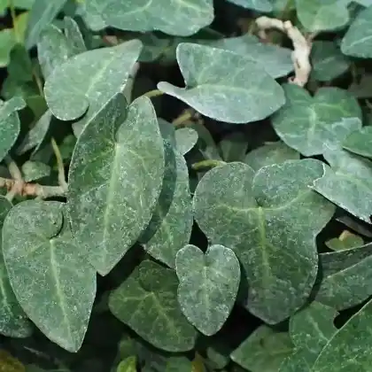 Foto von Efeu 'Ovata' (Hedera helix 'Ovata')