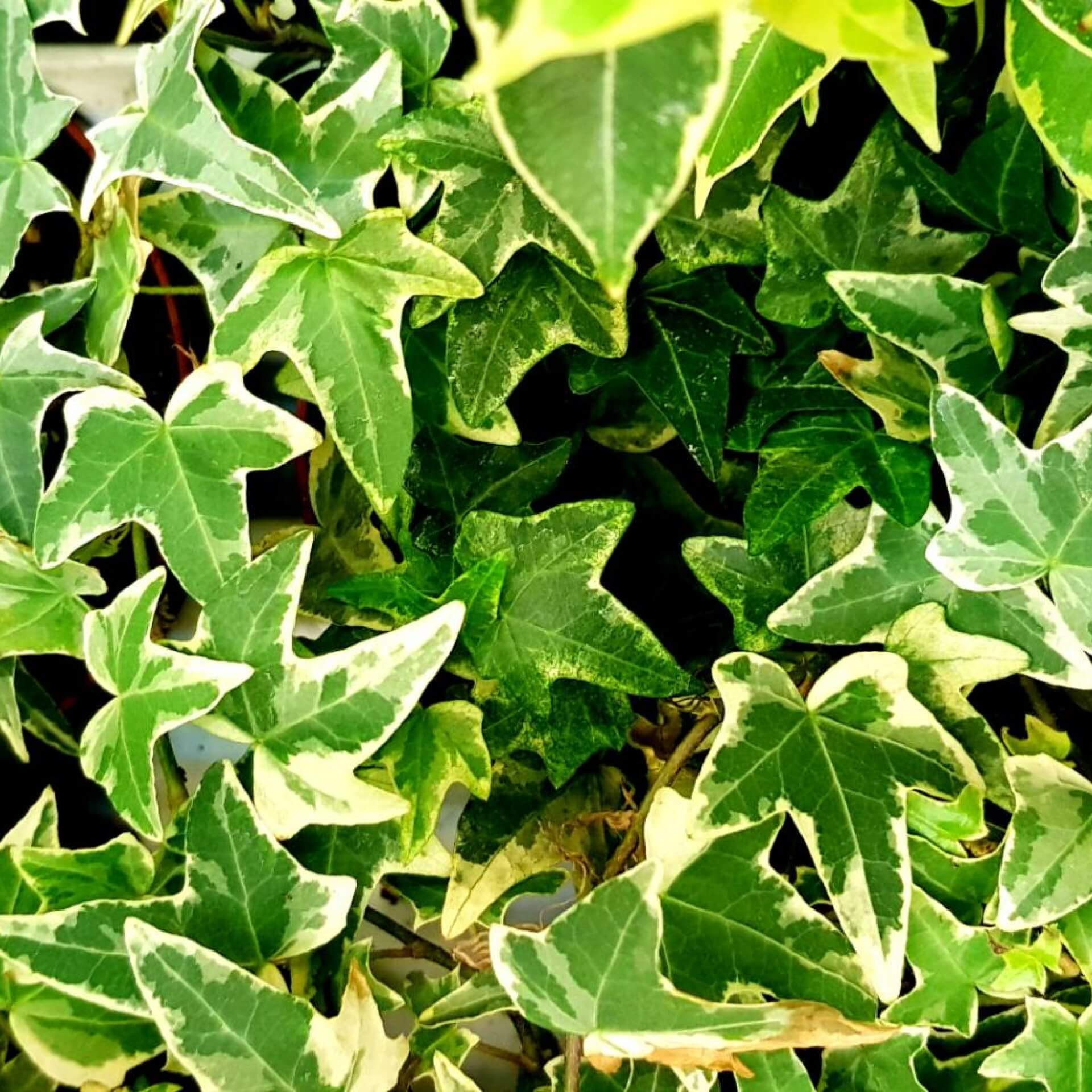 Efeu 'Variegata' (Hedera helix 'Variegata')