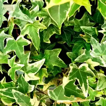 Foto von Efeu 'Variegata' (Hedera helix 'Variegata')