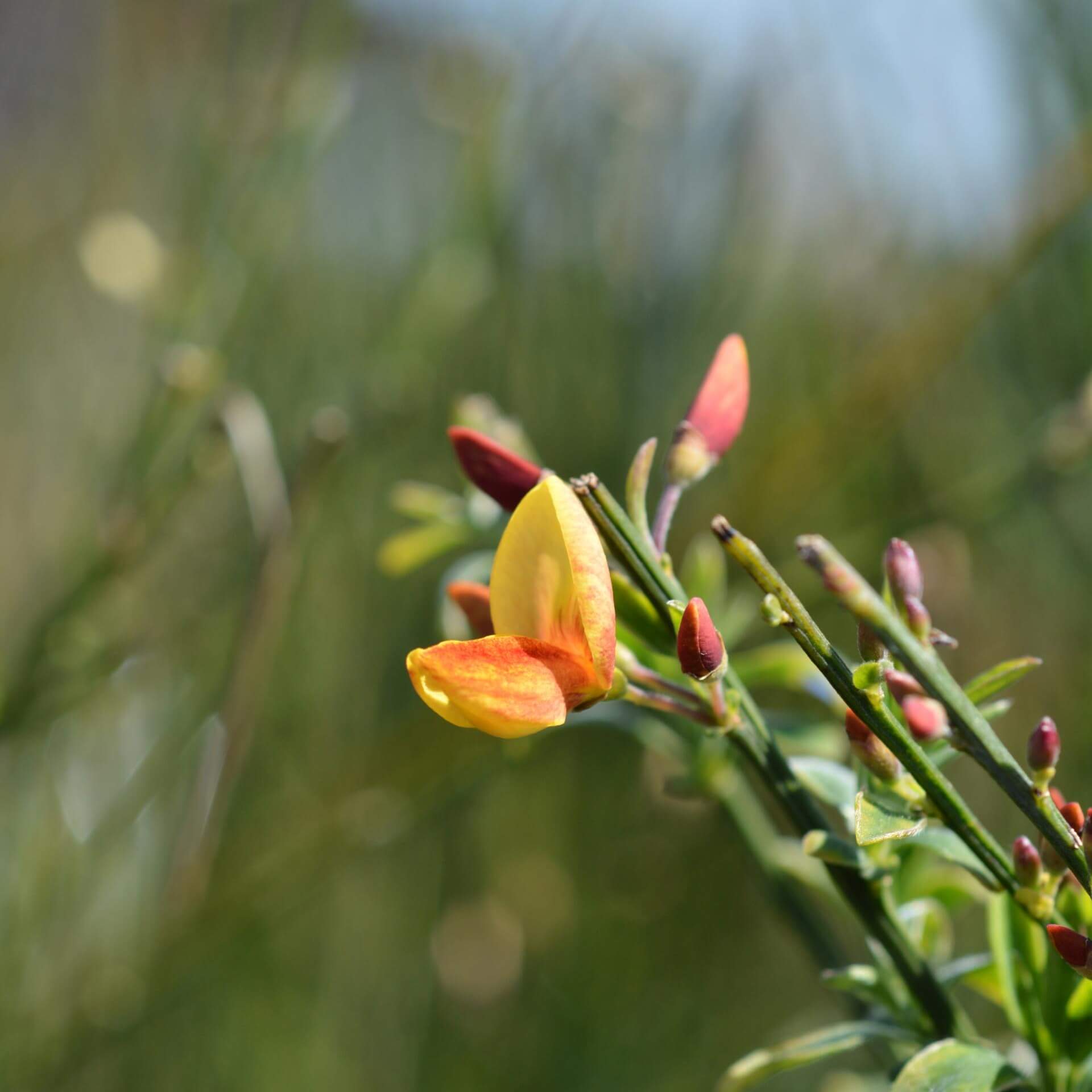 Edelginster 'Apricot Gem' (Cytisus scoparius 'Apricot gem')