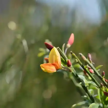 Foto von Edelginster 'Apricot Gem' (Cytisus scoparius 'Apricot gem')
