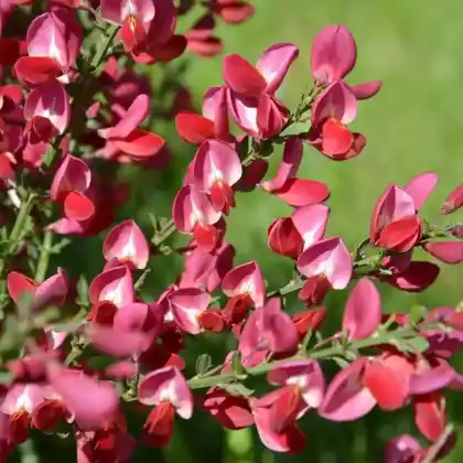 Foto von Edelginster 'Burkwoodii' (Cytisus scoparius 'Burkwoodii')
