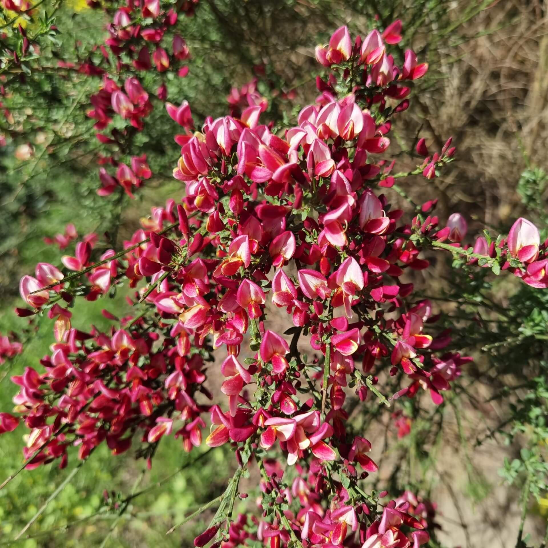 Edelginster 'Roter Favorit' (Cytisus scoparius 'Roter Favorit')