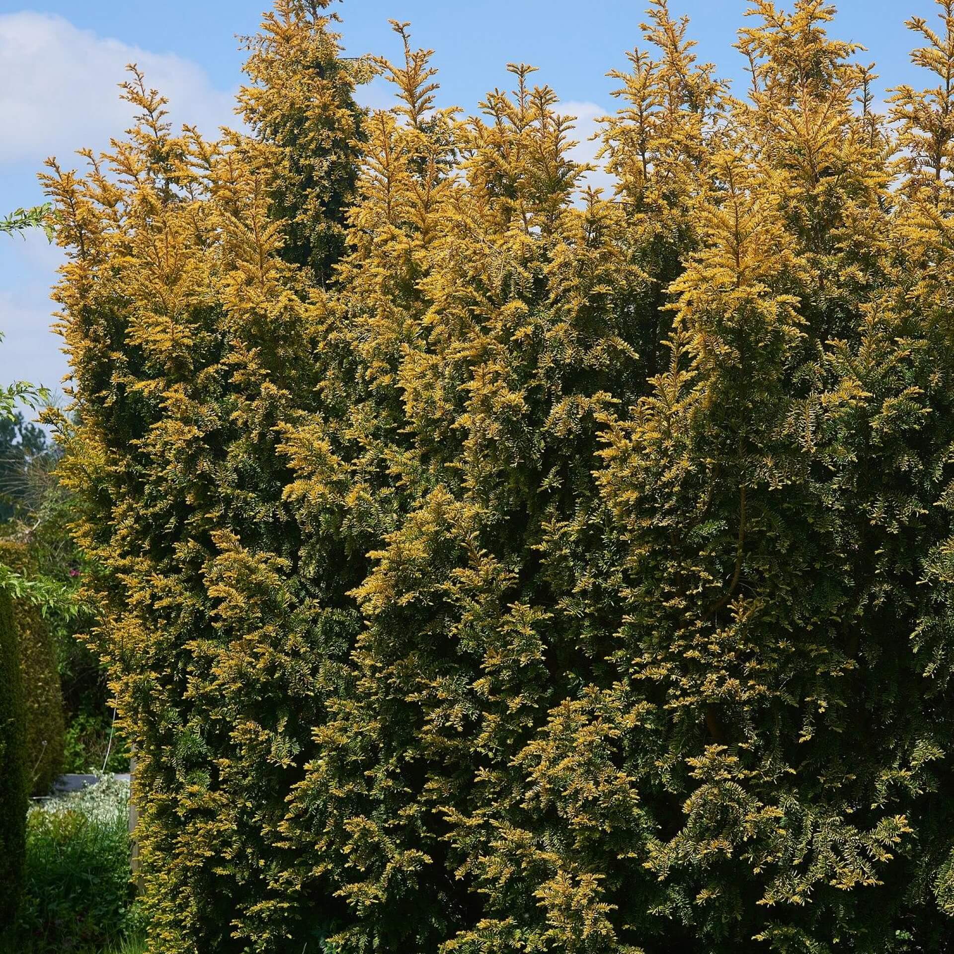 Goldeibe (Taxus baccata 'Aurea')