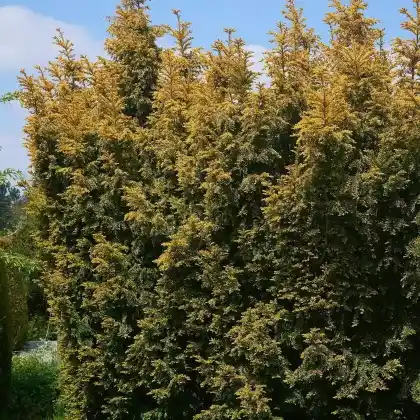 Foto von Goldeibe (Taxus baccata 'Aurea')