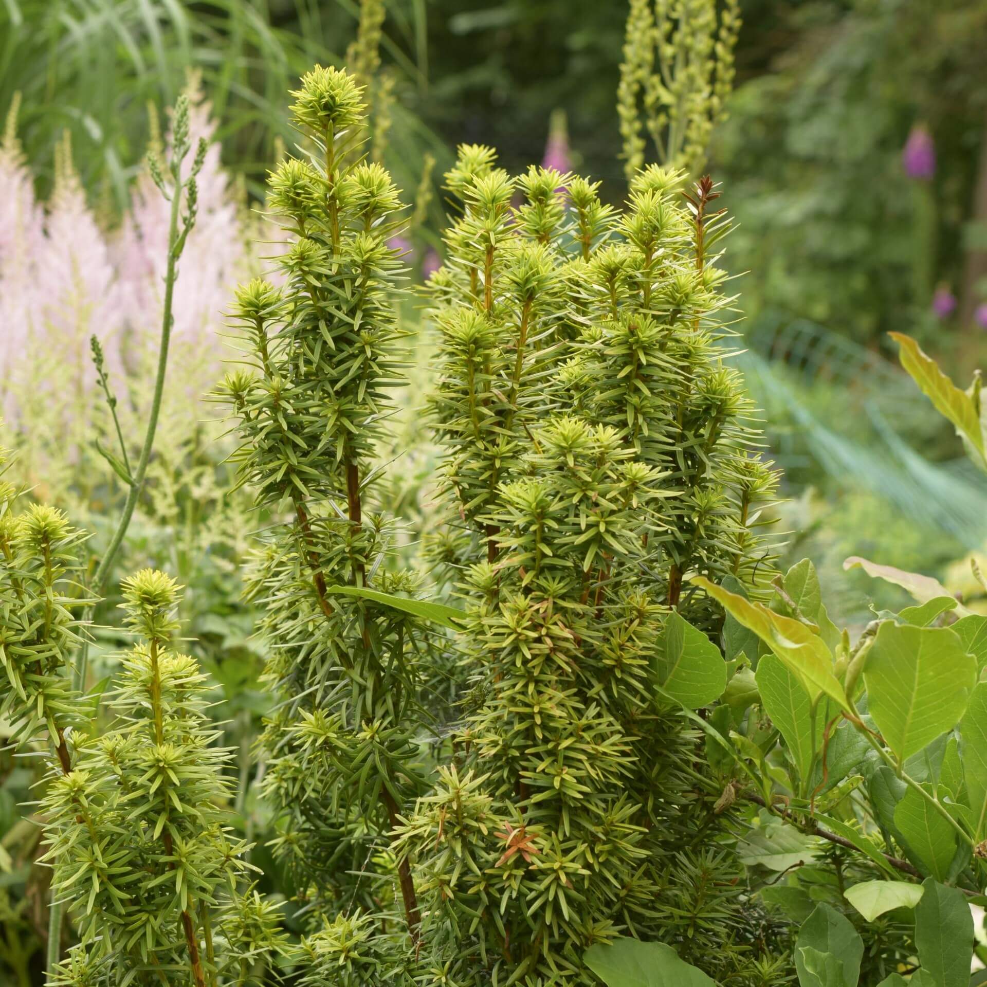 Gelbe Säulen-Eibe 'David' (Taxus baccata 'David')