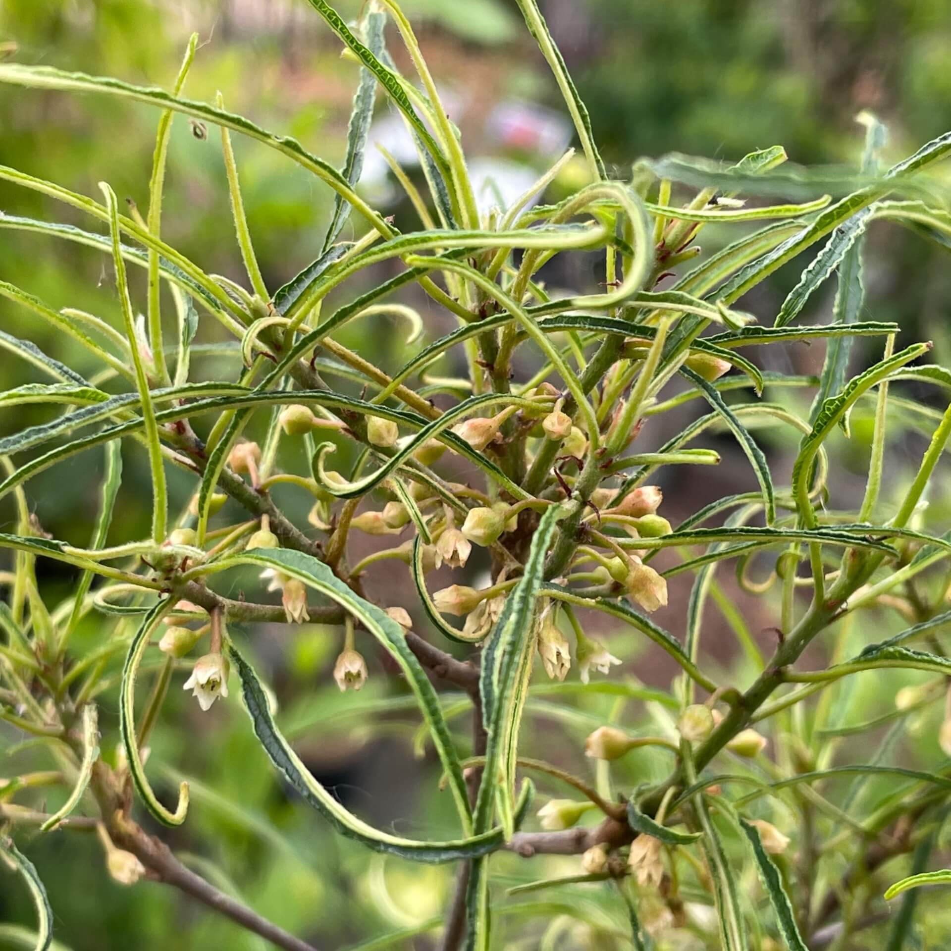 Farnblättriger Faulbaum 'Asplenifolia' (Rhamnus frangula 'Asplenifolia')