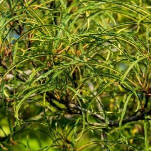 Farnblättriger Faulbaum 'Asplenifolia' (Rhamnus frangula 'Asplenifolia')
