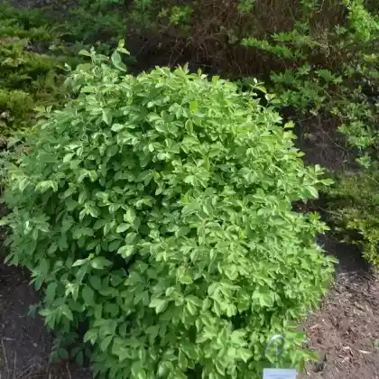 Foto von Zwerg-Heckenkirsche 'Compacta' (Lonicera xylosteum 'Compacta')