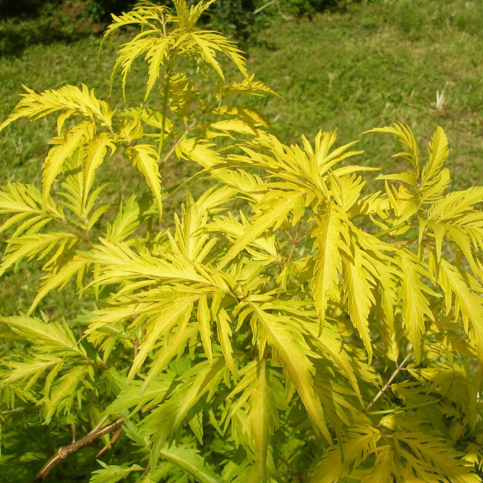 Farnblättriger Goldholunder 'Plumosa Aurea' (Sambucus racemosa 'Plumosa Aurea')