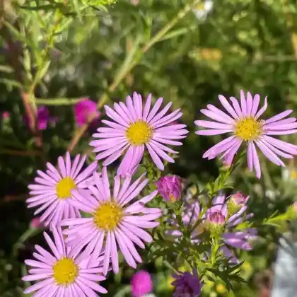 Foto von Myrten Aster 'Pink Star' (Aster ericoides 'Pink Star')