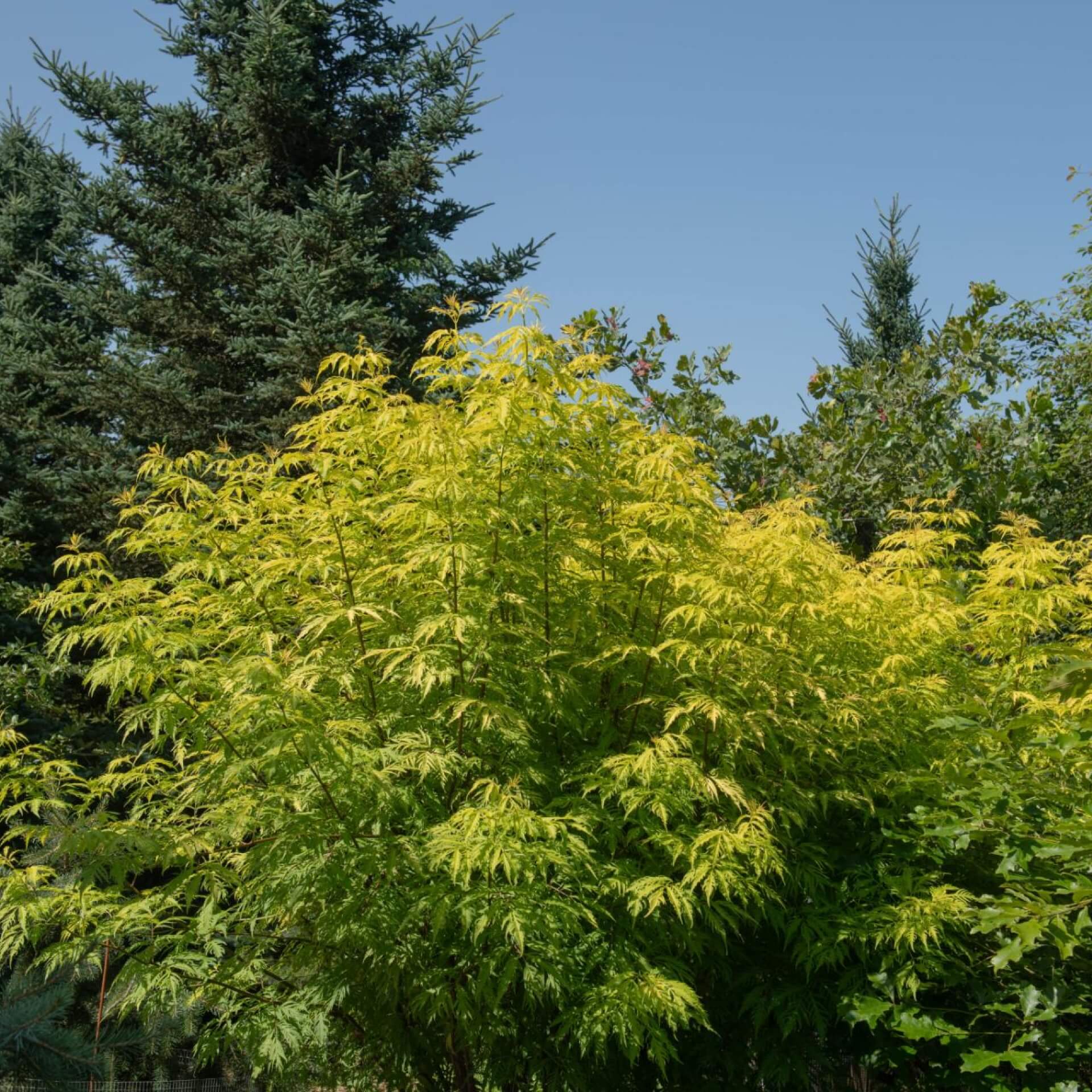 Farnblättriger Goldholunder 'Sutherland Gold' (Sambucus racemosa 'Sutherland Gold')