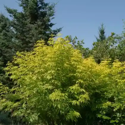 Foto von Farnblättriger Goldholunder 'Sutherland Gold' (Sambucus racemosa 'Sutherland Gold')