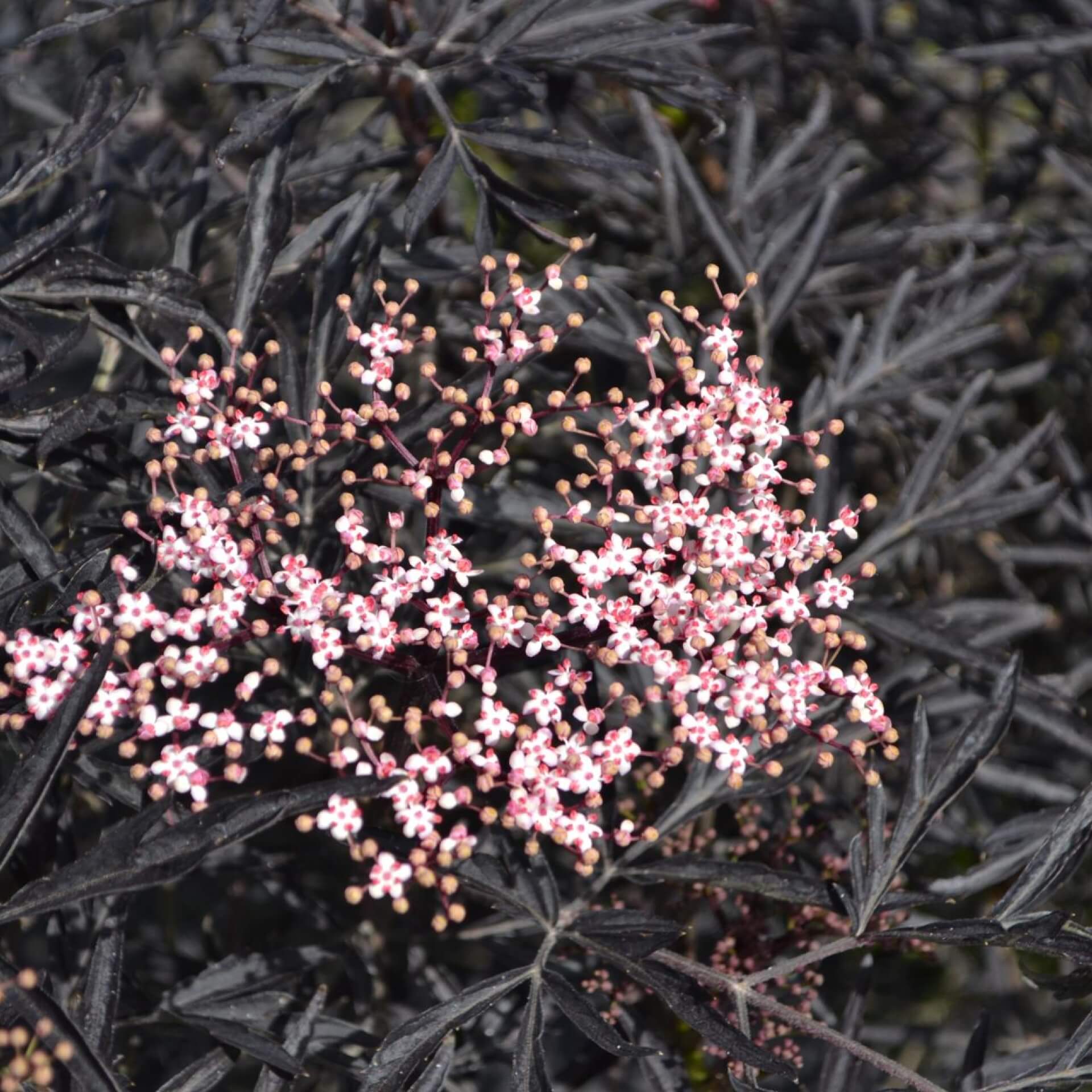 Schwarzer Holunder 'Black Lace' (Sambucus nigra 'Black Lace')