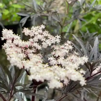 Foto von Schwarzer Holunder 'Black Lace' (Sambucus nigra 'Black Lace')