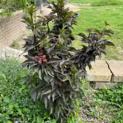 Foto von Säulen-Holunder 'Black Tower' (Sambucus nigra 'Black Tower')