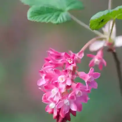 Foto von Blutjohannisbeere 'Atrorubens' (Ribes sanguineum 'Atrorubens')