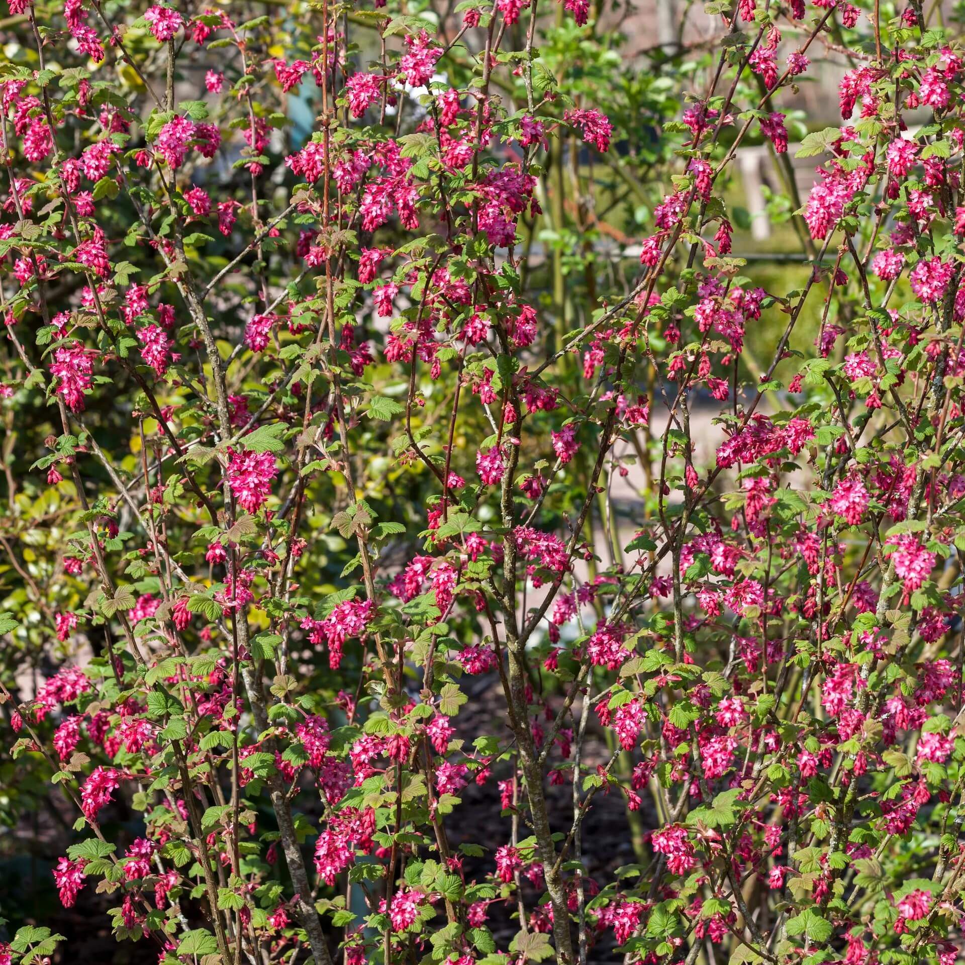 Blutjohannisbeere 'King Edward VII' (Ribes sanguineum 'King Edward VII')