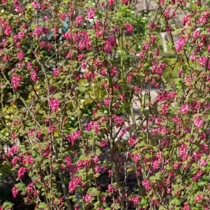 Foto von Blutjohannisbeere 'King Edward VII' (Ribes sanguineum 'King Edward VII')