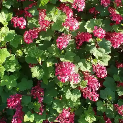 Foto von Blut-Johannisbeere 'Pulborough Scarlet' (Ribes sanguineum 'Pulborough Scarlet')