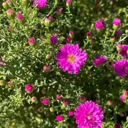 Foto von Myrten Aster 'Pixie Red Eye' (Aster ericoides 'Pixie Red Eye')