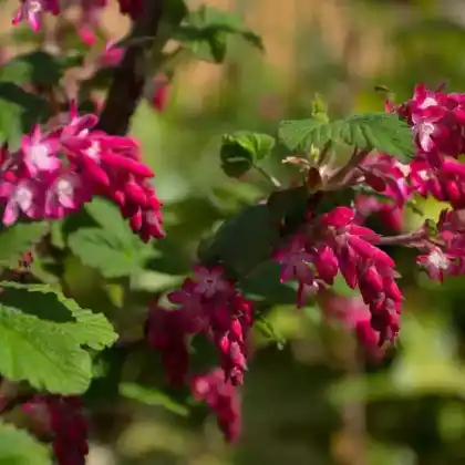 Foto von Zierjohannisbeere 'Koja' (Ribes sanguineum 'Koja')