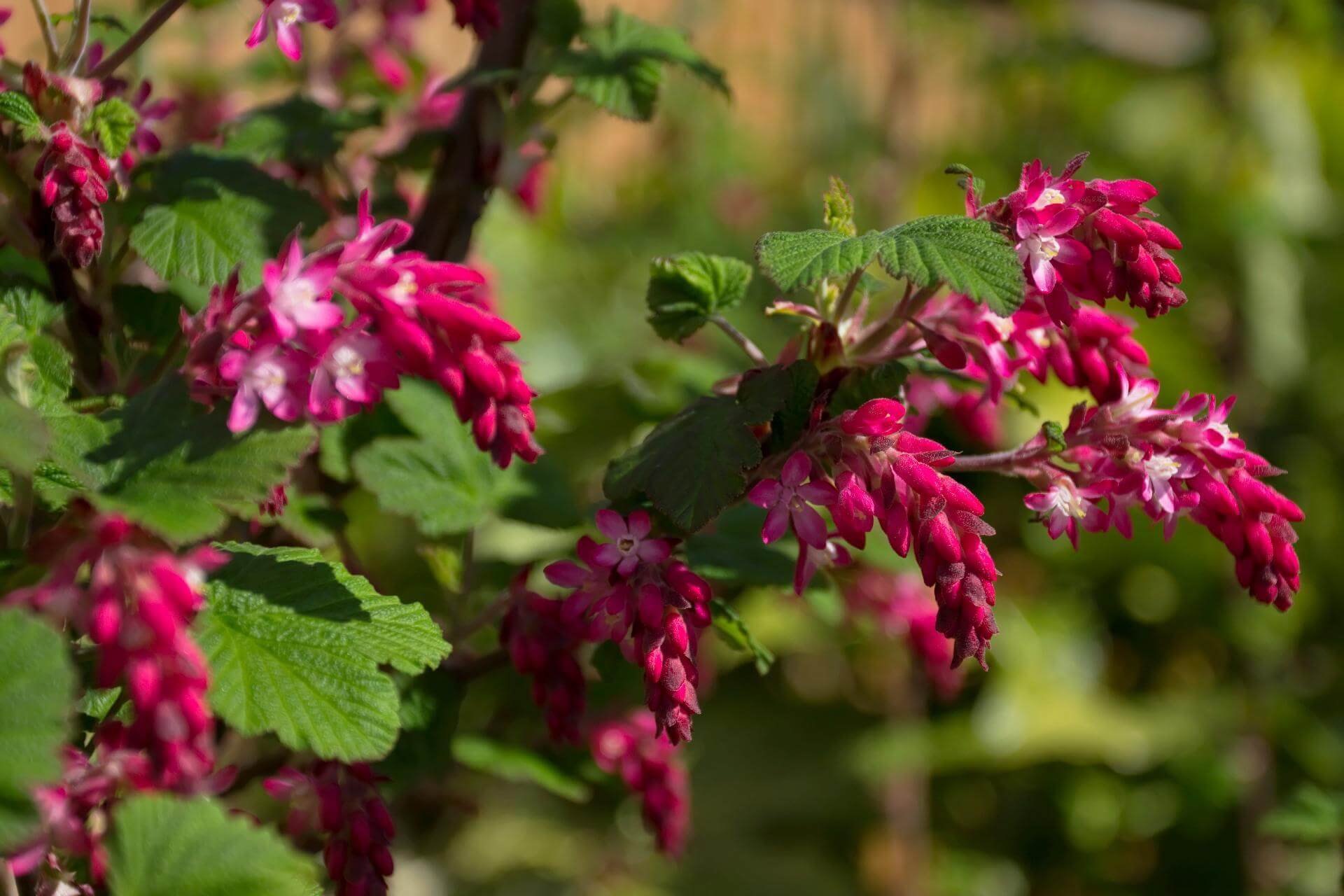Zierjohannisbeere 'Koja' / Ribes sanguineum 'Koja'