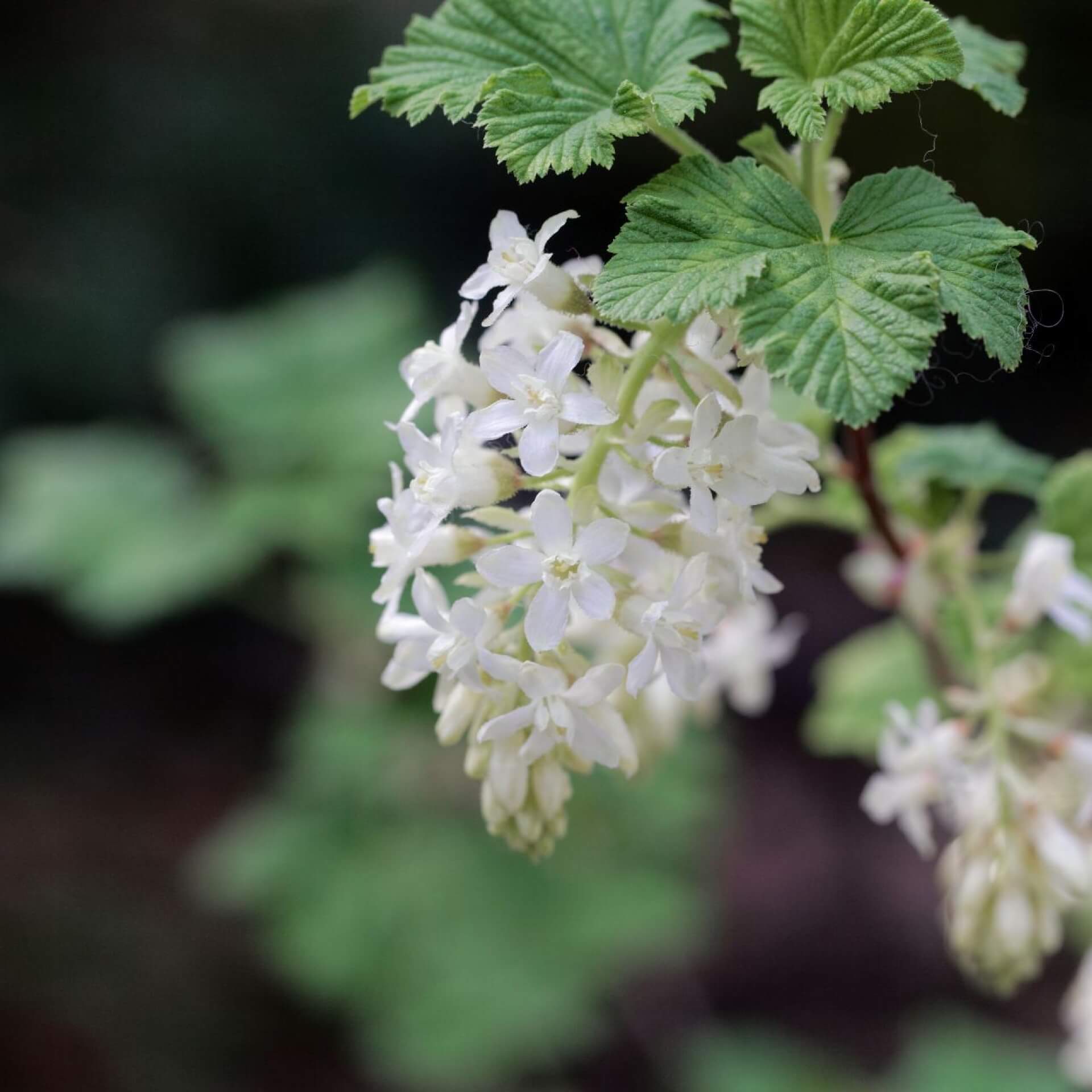 Weiße Blut-Johannisbeere 'Tydemans White' (Ribes sanguineum 'Tydemans White')