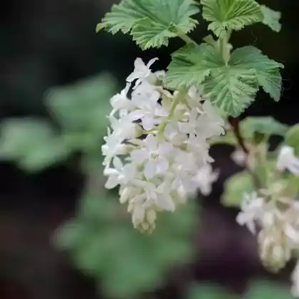 Foto von Weiße Blut-Johannisbeere 'Tydemans White' (Ribes sanguineum 'Tydemans White')